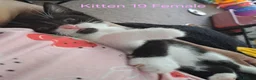 Mixed Breed cats for sale: 12 Beautifull kittens looking for a home. - Advert 17