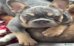 French Bulldog dogs for sale: Isabella wrapped in cream, fluffy carrier - Image 35