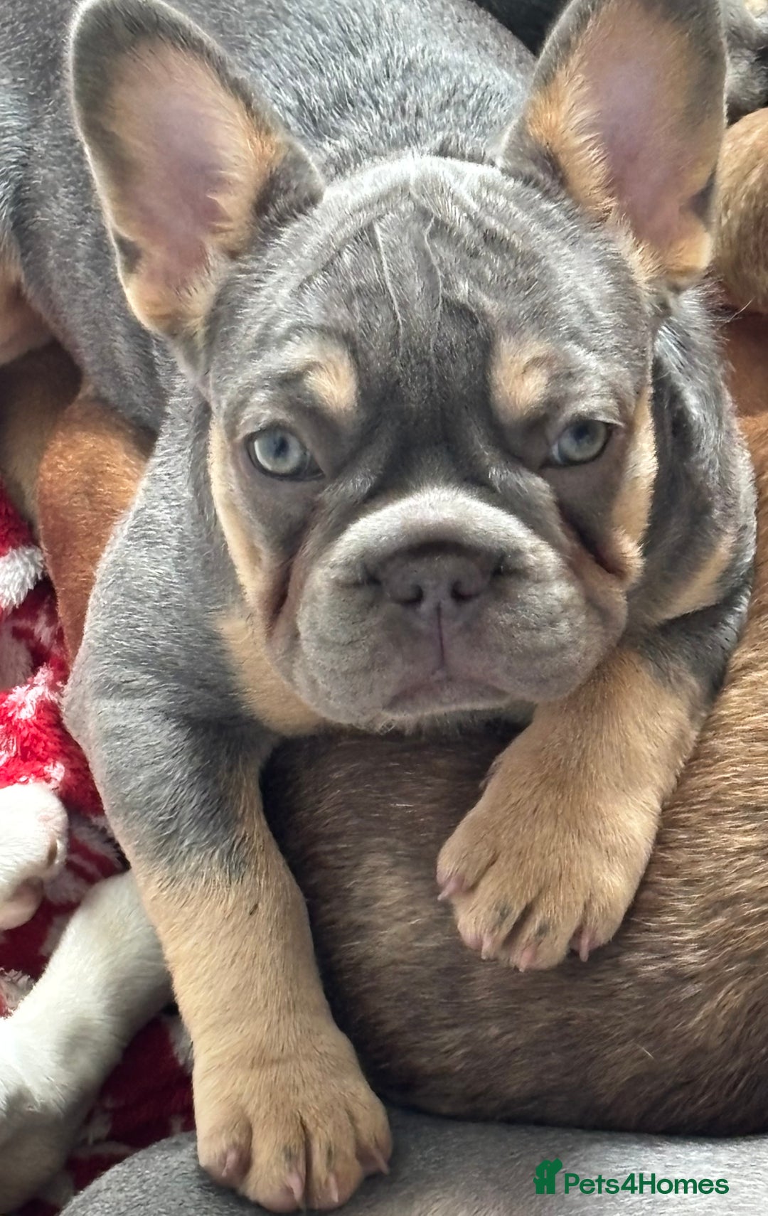 French Bulldog dogs for sale: Isabella wrapped in cream, fluffy carrier - Image 35