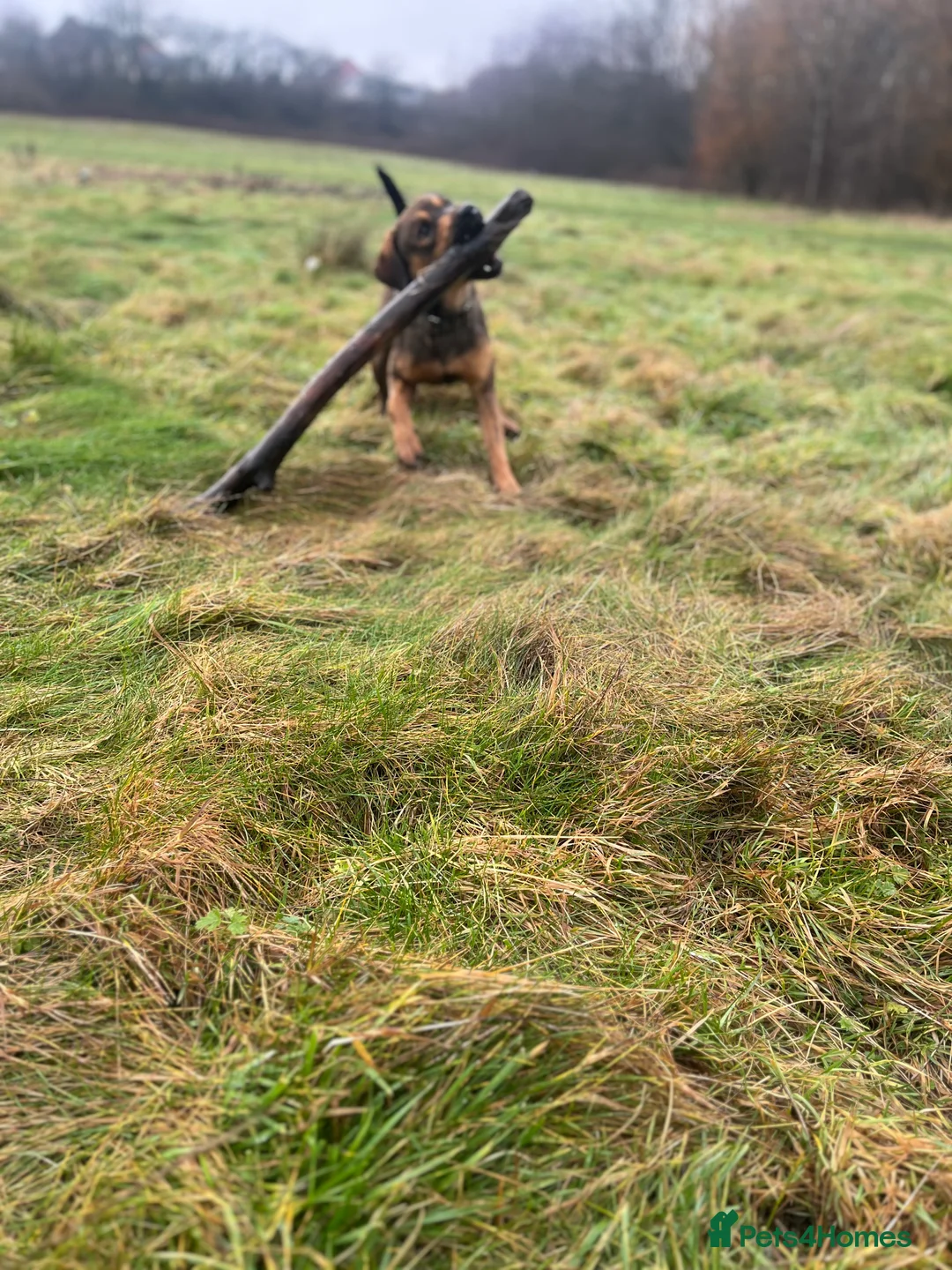 Mixed Breed dogs for sale: Shollie cross spaniel  - Advert 11