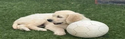 Golden Retriever dogs for sale: Bear is looking for his forever home! in St. Neots - Advert 5