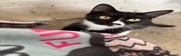 Domestic Shorthair cats for sale: 3 black and white kittens needing a loving home in Sittingbourne - Advert 23