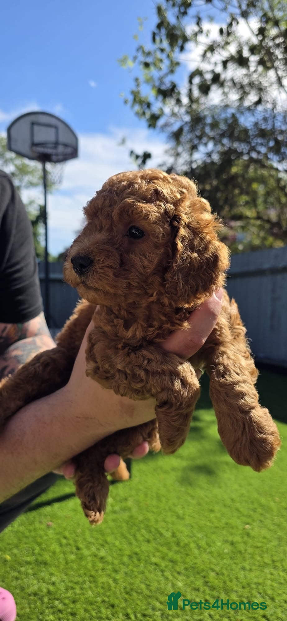 Cavapoo dogs  🩵Amazing Red F1B Cavapoo boys🩵 - Advert 1