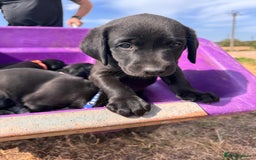 Labrador Retriever dogs for sale: 6 x Beautiful Black Labrador Puppies for sale. - Image 12