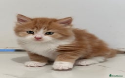 Maine Coon cats for sale: Stunning Kitten Mainecoon Girls - Image 6