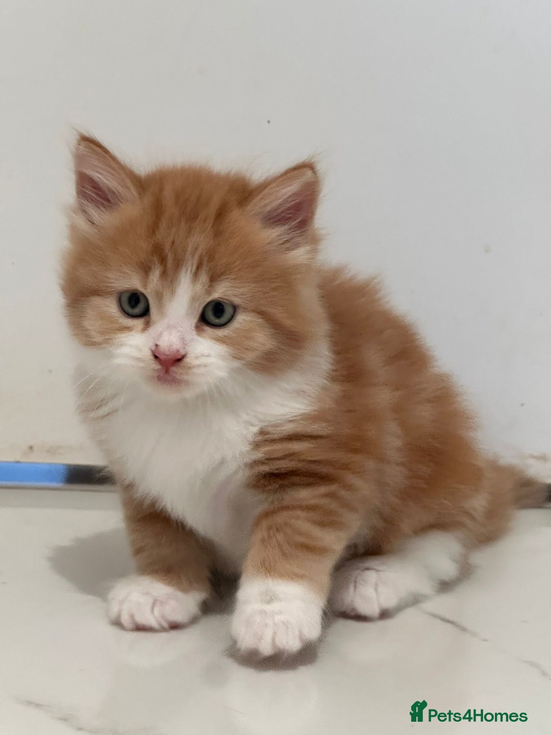 Maine Coon cats for sale: Stunning Kitten Mainecoon Girls - Image 6