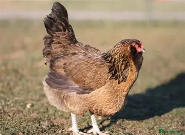 Hens poultry - Advert 2
