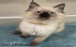 Ragdoll cats for sale: 4 x Pure beautiful ragdoll kittens for sale.  - Image 2