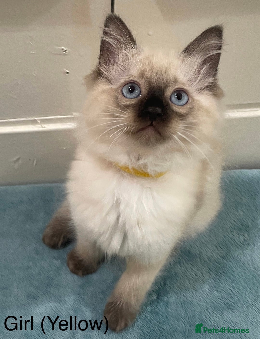 Ragdoll cats for sale: 4 x Pure beautiful ragdoll kittens for sale.  - Image 2