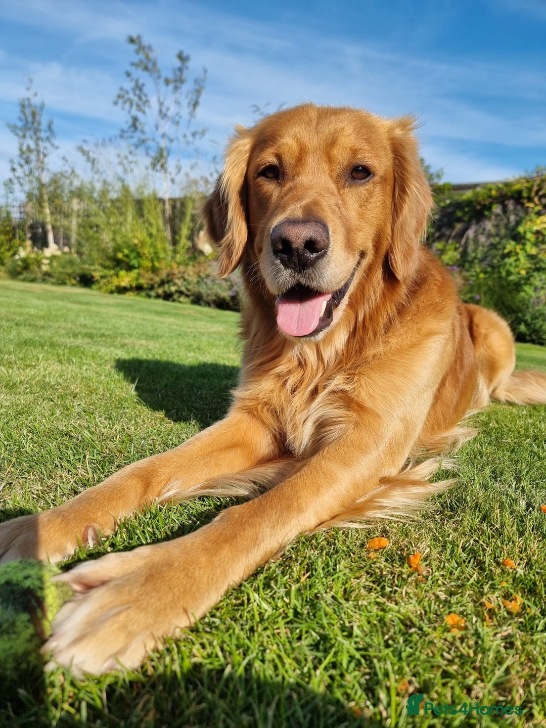 Golden Retriever dogs for stud: Gorgeous Stud Dog Angus - Image 7