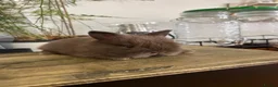 Mini Lion Lop rabbits for sale:  Beautiful Mini Lion Lop Bunnies  - Advert 5