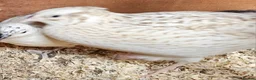 Quail poultry for sale: 13 female quail 1 male - Advert 5