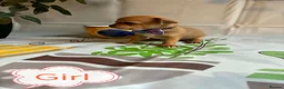 Chihuahua dogs for sale: Chihuahua puppies - Advert 29