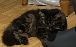 Mixed Breed cats for sale: Needing loving home  - Image 2