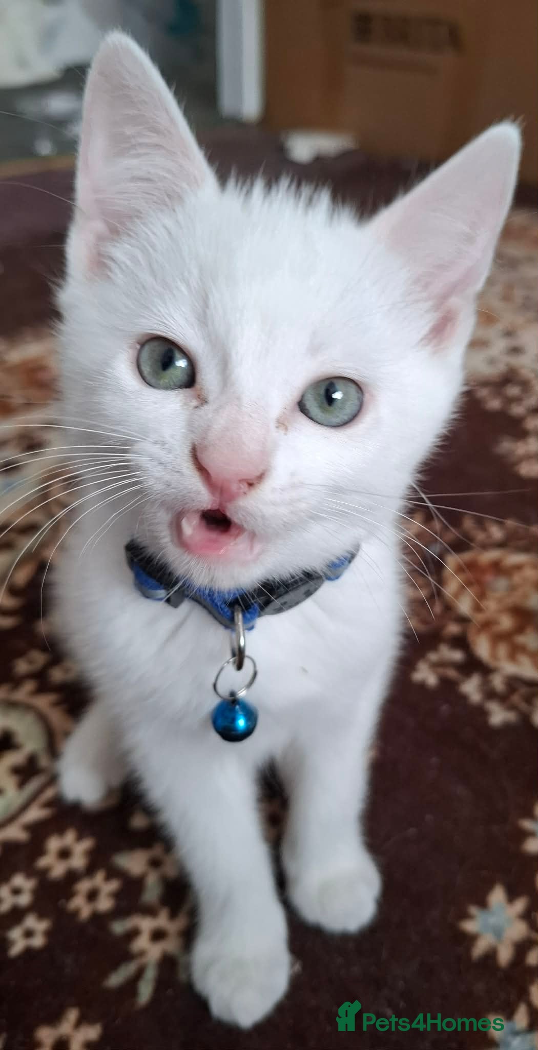 Mixed Breed cats for sale: 3 White Boy Kittens For Sale - Advert 2