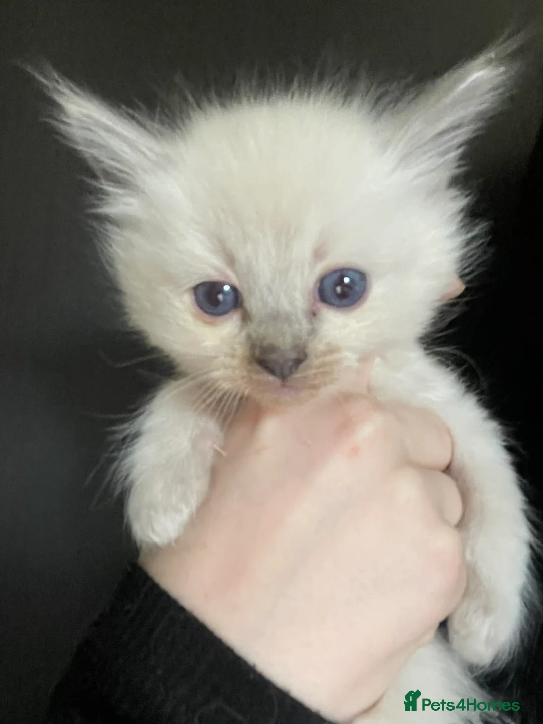 Ragdoll cats for sale:  Full breed ragdoll boy - Advert 2