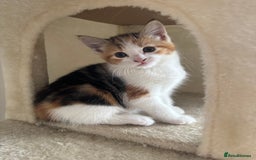 Mixed Breed cats for sale: 1/4 Maincoon dog friendly kittens - Image 9