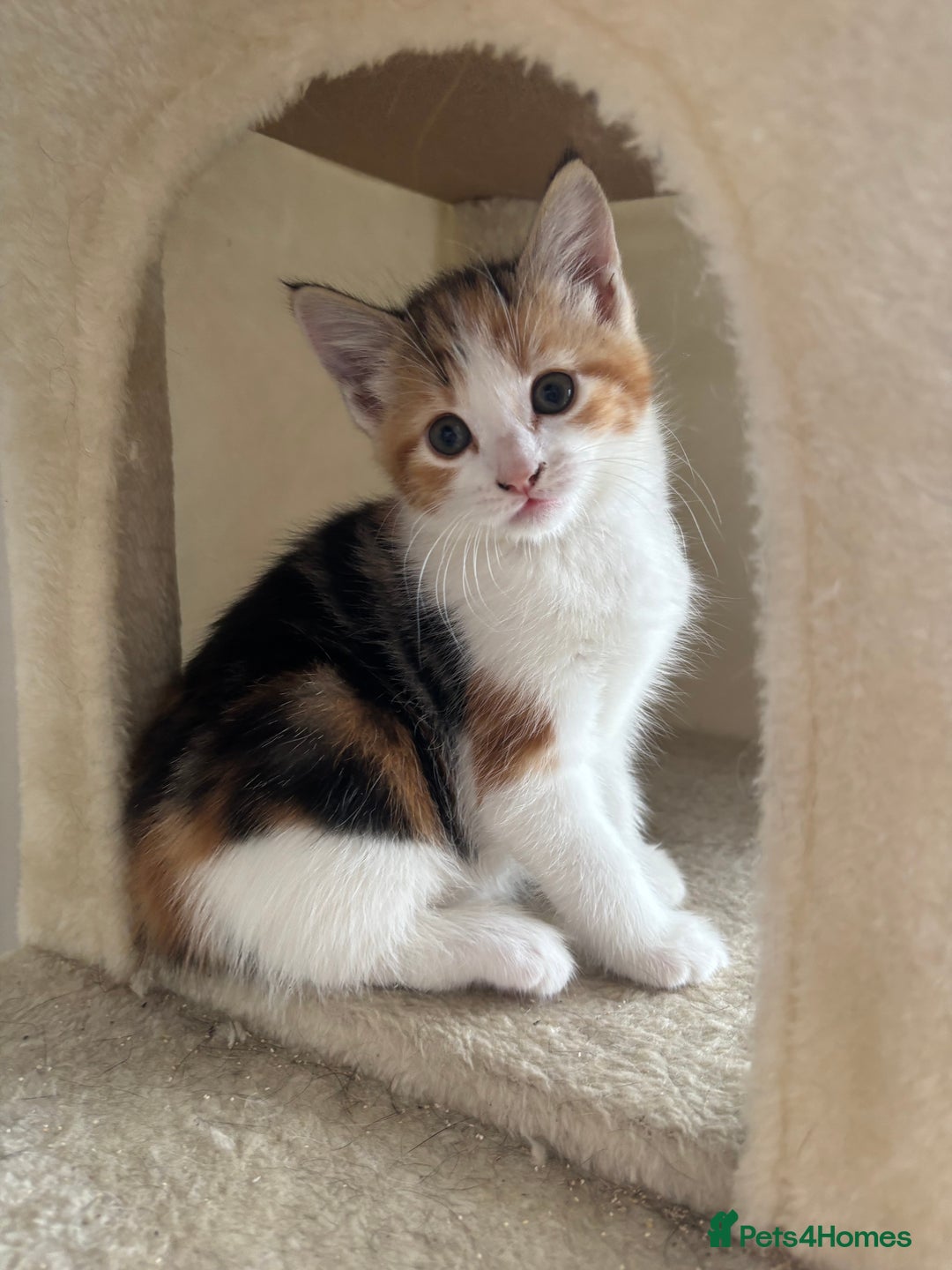 Mixed Breed cats for sale: 1/4 Maincoon dog friendly kittens - Image 9