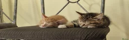 Mixed Breed cats for sale:  Beautiful Kittens Looking for friendly home  in Wigston - Advert 3