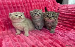 British Shorthair cats for sale: Gorgeous British shorthair kittens  - Image 21