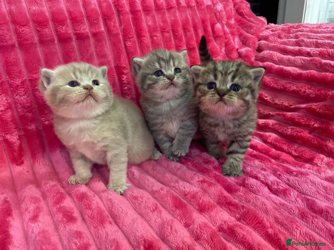 British Shorthair cats for sale: Gorgeous British shorthair kittens  - Image 21