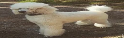 Standard Poodle dogs for stud: White standard poodle stud in Aldershot - Advert 2