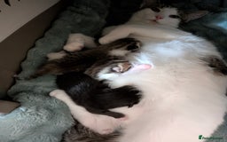 Mixed Breed cats for sale: 4 stunning kittens  - Image 2