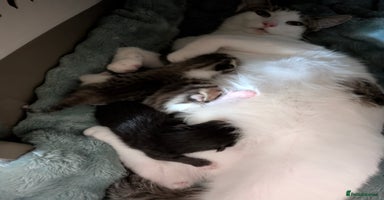 Mixed Breed cats - Advert 4