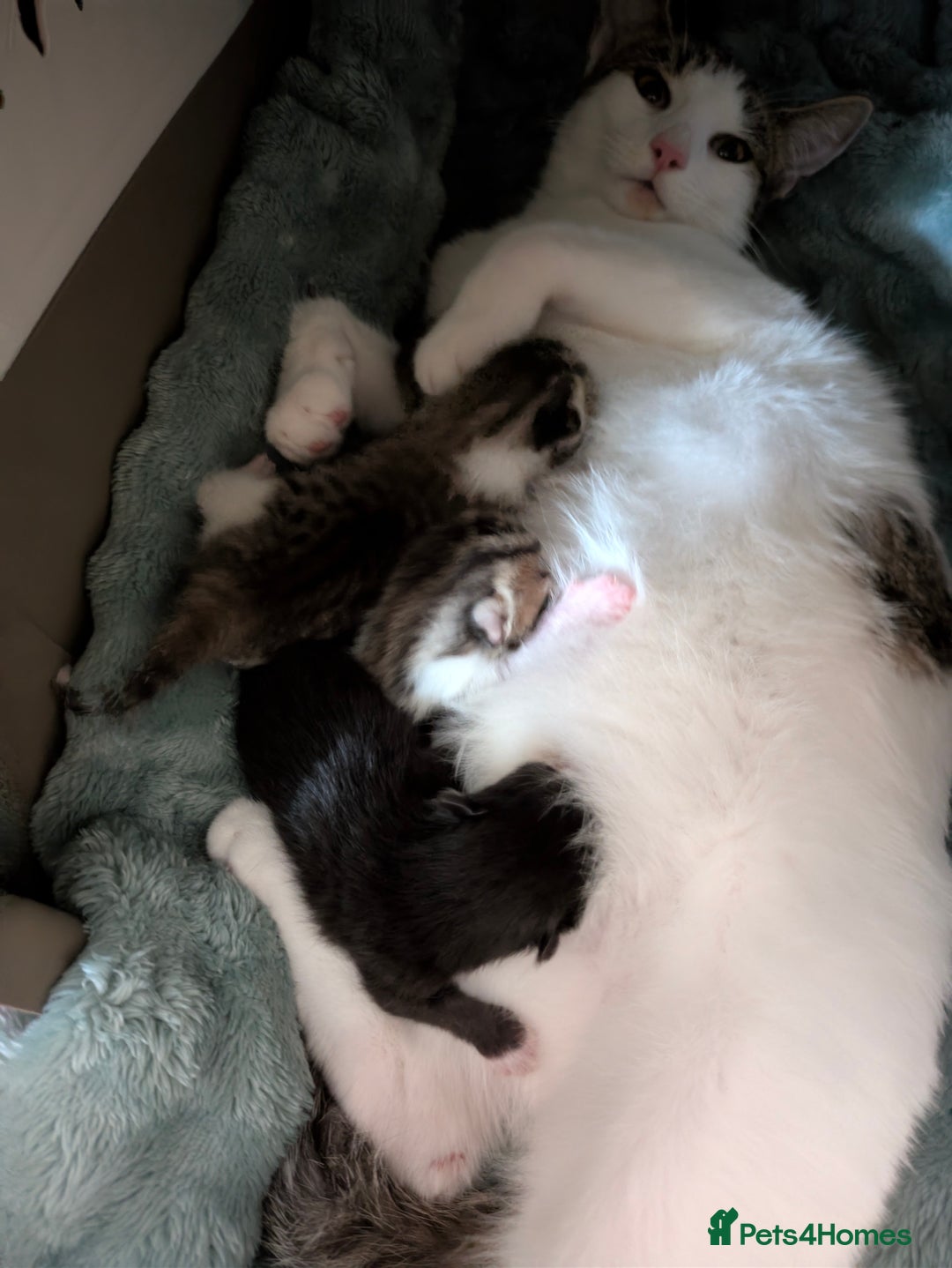 Mixed Breed cats for sale: 4 stunning kittens  - Image 2