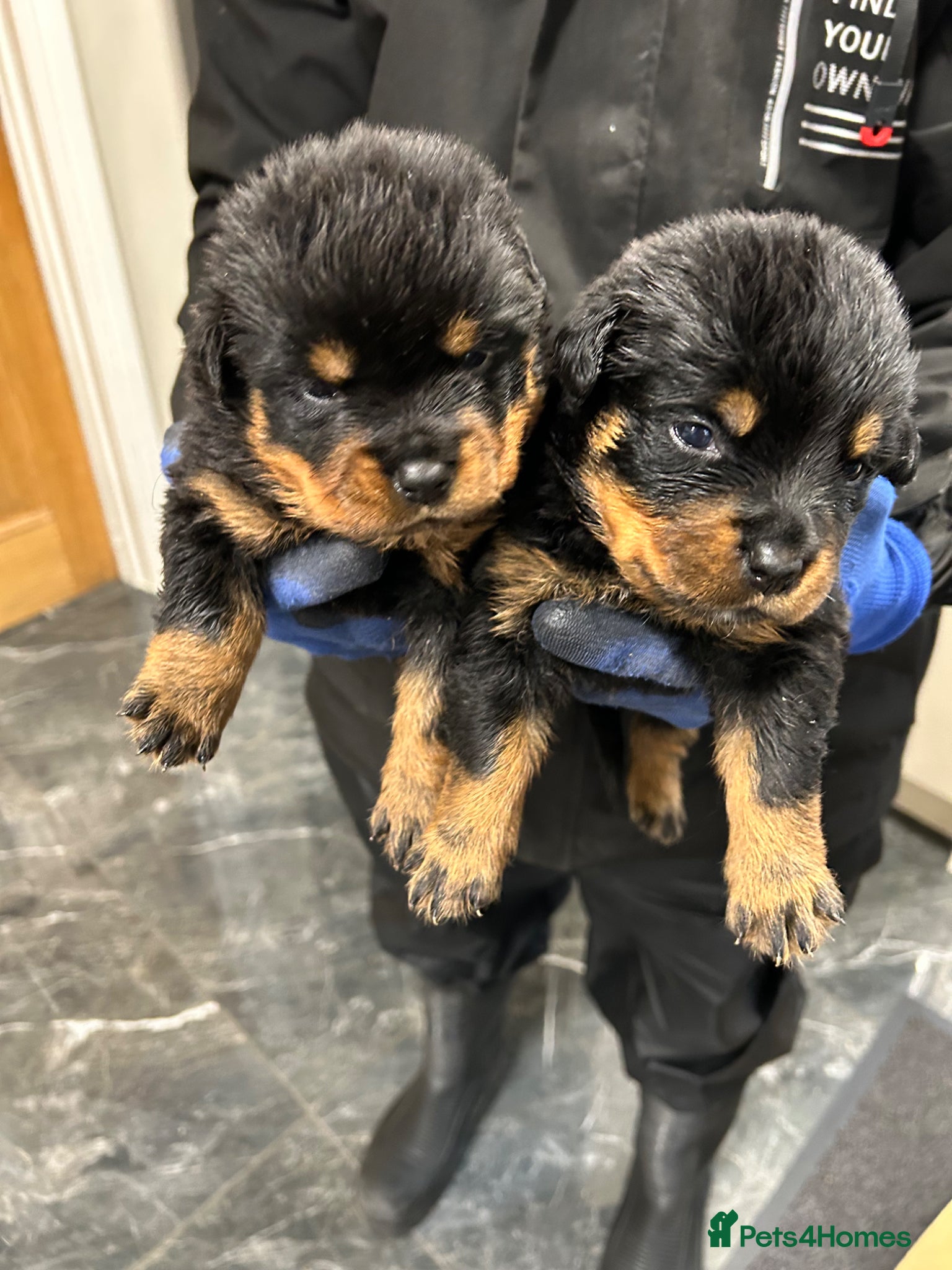 Rottweiler dogs KC Registered Champion Bloodline Rottwiler Puppies - Advert 1