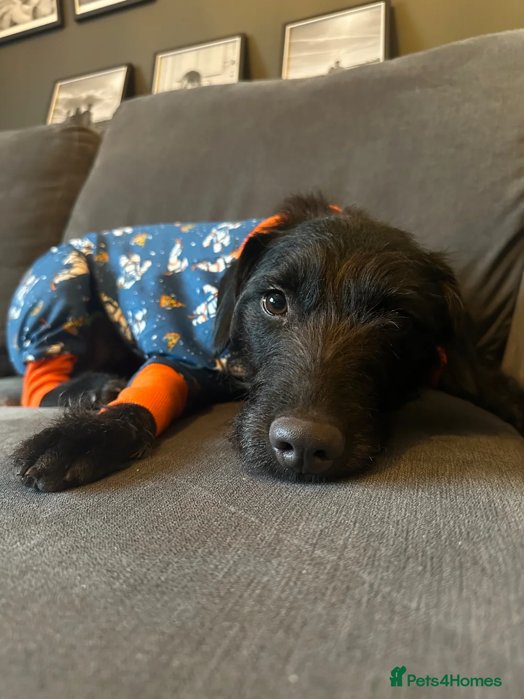 Patterjack dogs for sale: Patterjack Male - Advert 1