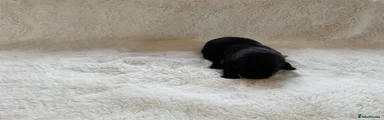 Labrador Retriever 1