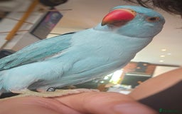 Ringnecks birds for sale: Tame 1yr old male blue Indian Ringneck  - Image 3