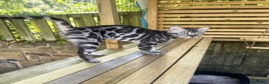 Bengal 3