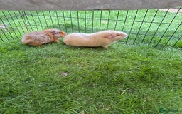 Guinea Pig rodents for sale: Bonded pair of male guinea pigs  - Image 2