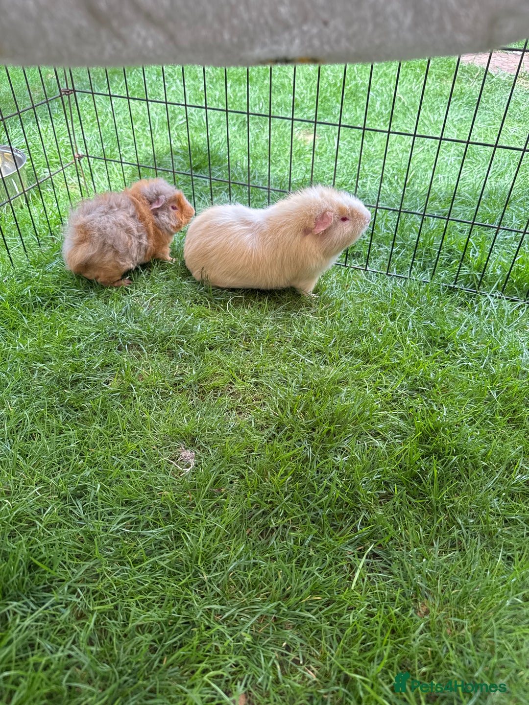 Guinea Pig rodents for sale: Bonded pair of male guinea pigs  - Image 2