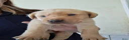 Labrador Retriever dogs for sale: KC reg HEALTH TESTED LAB PUPPIES - Advert 10