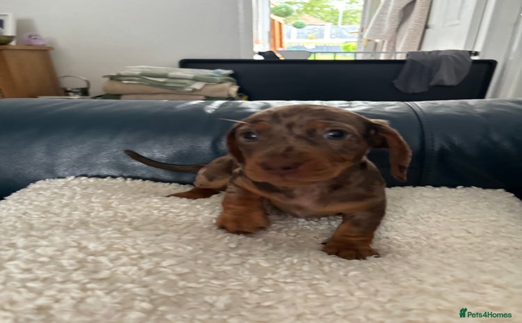 Dachshund dogs - Advert 3