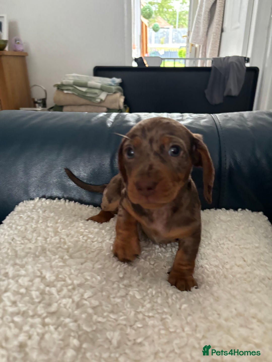 Dachshund dogs for sale: Miniture dachshund  - Image 1