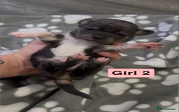 Chihuahua dogs for sale: X7 chihuahua puppies  - Image 4