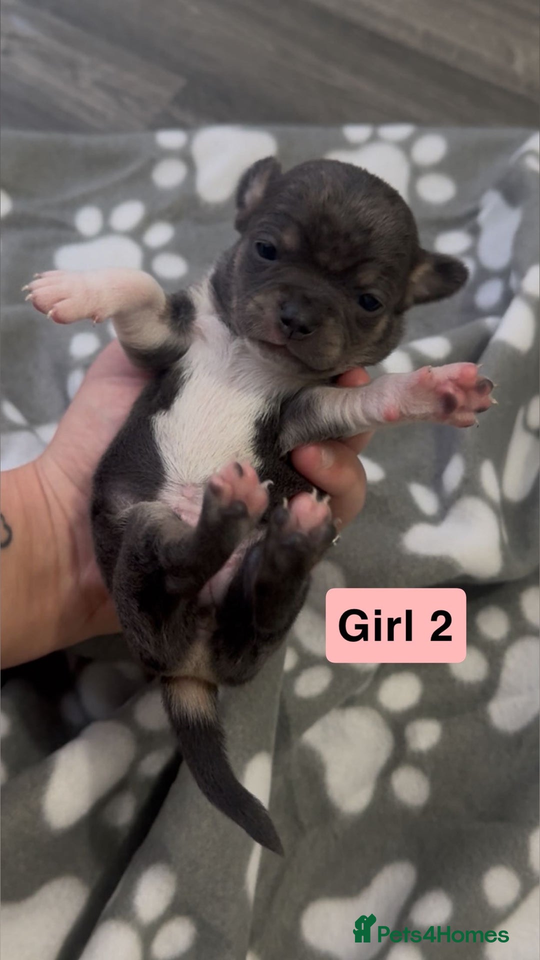 Chihuahua dogs for sale: X7 chihuahua puppies  - Image 4