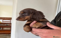 Dachshund dogs for sale: KC Long Haired Miniature Dachshund Puppies - Image 23