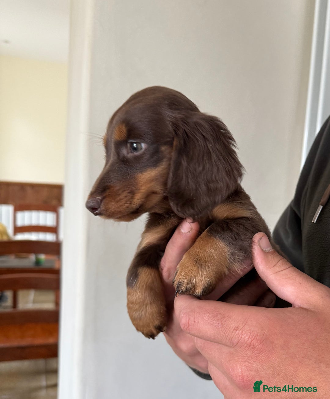 Dachshund dogs for sale: KC Long Haired Miniature Dachshund Puppies - Image 23