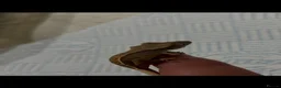 Gecko reptiles for sale: Crested gecko in South Ockendon - Advert 8