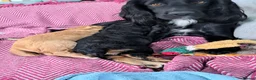 Cocker Spaniel dogs for sale: Kc reg working cocker black boy puppy ready now - Advert 9