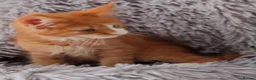 Maine Coon cats for sale: Russian bloodline Maine coon kittens in Leeds - Advert 7