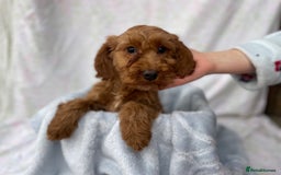 Cockapoo dogs for sale: F1 fox red cockapoos mixed littler new ad   - Image 10