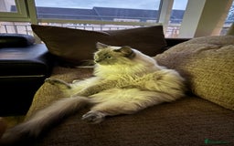Ragdoll cats for sale: Two beautiful Ragdoll Cats for a New Loving Home - Image 9