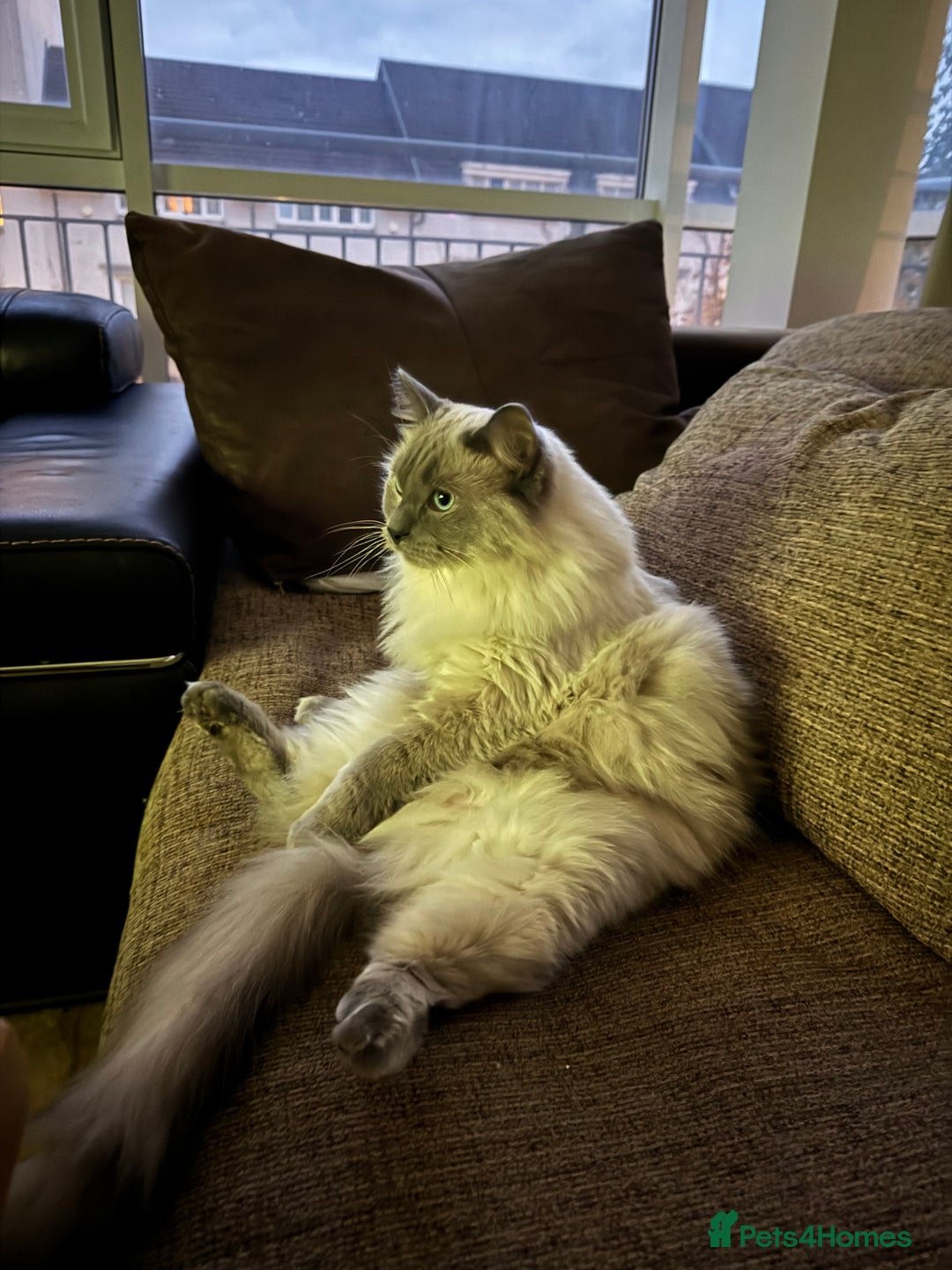 Ragdoll cats for sale: Two beautiful Ragdoll Cats for a New Loving Home - Image 9