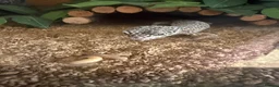 Gecko reptiles for sale: Leopard geko for sale in Ferryhill - Advert 3